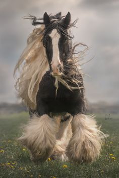 a black and white horse with long blonde hair running through the grass on a cloudy day