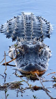 an alligator is swimming in the water with its head above the water's surface