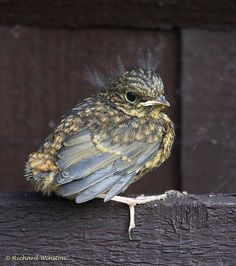 a small bird sitting on top of a wooden fence post next to a building wall