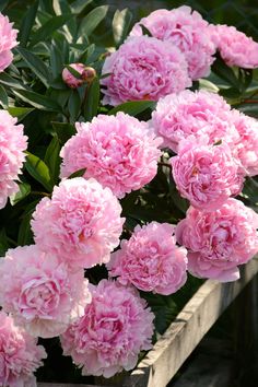 pink carnations in a wooden planter with green leaves