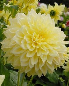 yellow flowers with green leaves in the foreground and other flowers in the back ground