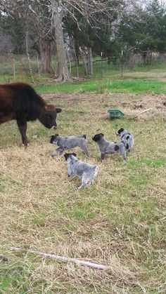 there are many dogs that are standing in the grass and one is looking at something