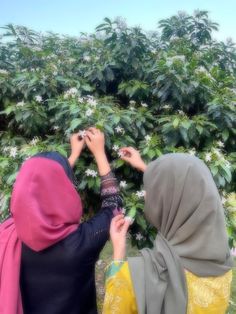 two women in hijabs are picking fruit from a tree