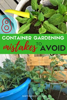 some plants that are growing in pots with the words container gardening mistakes to avoid