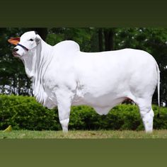 a large white cow standing on top of a lush green field next to a forest