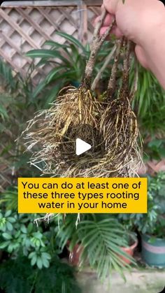 someone is holding a plant with roots in it and the caption reads, you can do at least one of these things when you're using water in your home