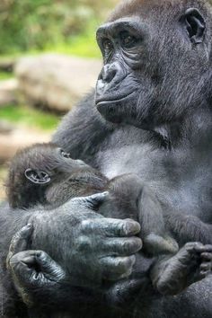 a mother gorilla holding her baby in its arms