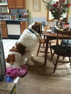 a brown and white dog sitting on top of a kitchen floor next to a table