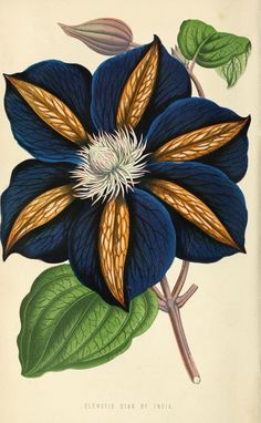 an illustration of a blue flower with yellow stamens on it's petals