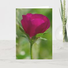 a card with a single pink rose in the foreground and two green stems in the background