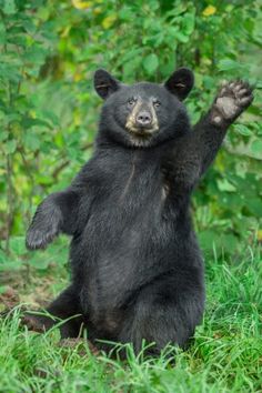 a black bear sitting on its hind legs in the grass and reaching up to grab something