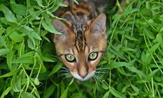 a cat is hiding in the tall green grass with its eyes wide open and looking at the camera