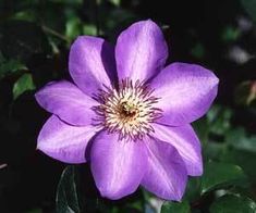 a purple flower with green leaves in the background