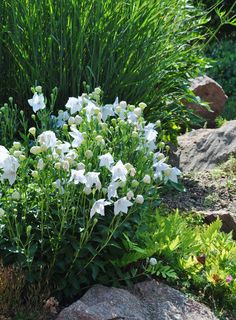 some white flowers are in the grass by some rocks and plants with green leaves on them