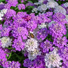 purple and white flowers with a bug on it's backgrounndg