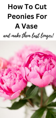 pink peonies with text overlay how to cut peonies for a vase and make them last longer