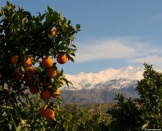 an orange tree with snow capped mountains in the background