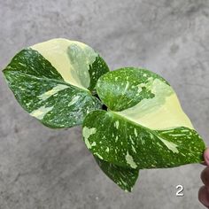 a person holding up a green and white plant with two leaves in it's center