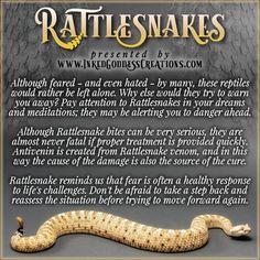 an image of a rattle snake with the caption rattiesnakes on it's back