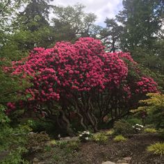 pink flowers are blooming on the trees and bushes in this park area with rocks