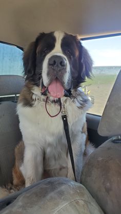 a dog sitting in the back seat of a car with its tongue out and his tongue hanging out