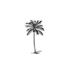 a black and white drawing of a palm tree