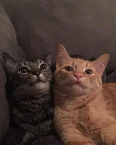 two cats are laying on a couch and looking up at something in the air with their eyes wide open