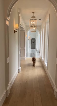 a dog that is standing in the middle of a hallway with light wood flooring