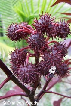 closeup of the flowers on this plant