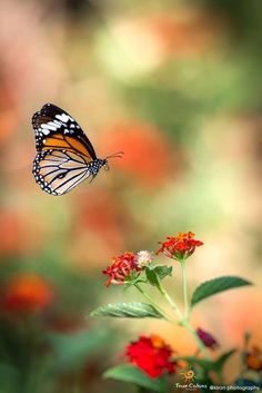 a butterfly flying over some red and yellow flowers