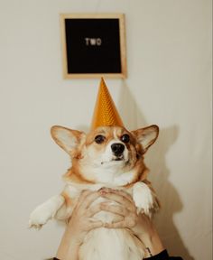 a person holding a dog wearing a party hat