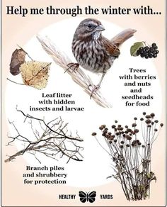 a bird sitting on top of a tree branch next to some berries and other plants