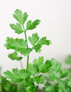 a close up of a green plant with small leaves on the top and one leaf in the middle