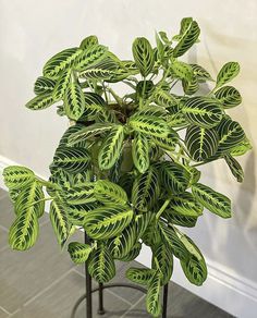 a green and white plant sitting on top of a metal stand