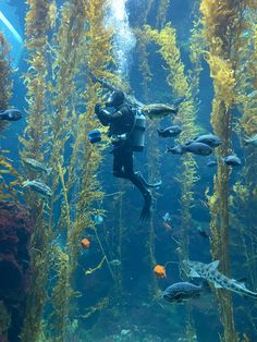 a man is diving in an aquarium full of seaweed and other marine life,