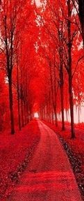 an image of red trees lining the road in the fall or winter time with leaves on the ground