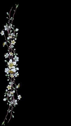 a bunch of white flowers are hanging from a branch on a black background with space for text