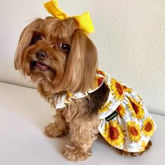 Small Dog Sunflower Dress Sunflower Dress, Dachshund Lovers, Small Dog, Small Dogs, Dachshund, Sunflower, Dress Up, Dogs, Clothes