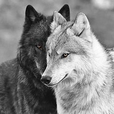 two gray wolfs standing next to each other