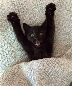 a small black kitten laying on top of a couch with its paws in the air