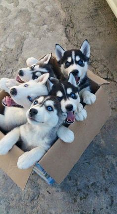 four husky puppies are sitting in a cardboard box