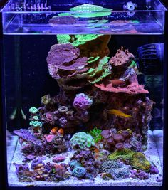 an aquarium filled with lots of different types of corals and other marine life in it