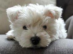 a small white dog laying on top of a couch