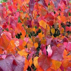 Pink flowering tree Forest Pansy Redbud Forest Pansy Redbud, Forest Pansy, Trees With Red Leaves, Cercis Canadensis, Spring Flowering Trees, Eastern Redbud, Early Spring Flowers, Redbud Tree, Ornamental Trees