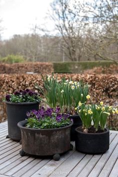 three potted plants sitting on top of a wooden table next to some bushes and trees