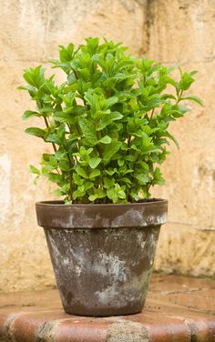 a small potted plant sitting on top of a stone floor next to a wall