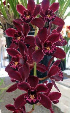 red orchids are blooming in a potted plant