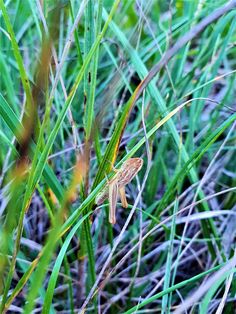 a small insect sitting on top of green grass