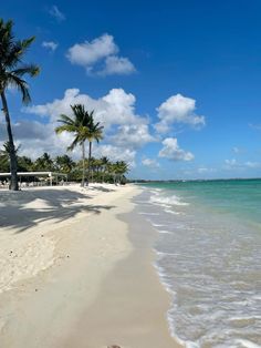 a beach with palm trees and the ocean