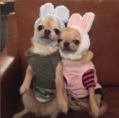 two small dogs wearing bunny ears and sweaters